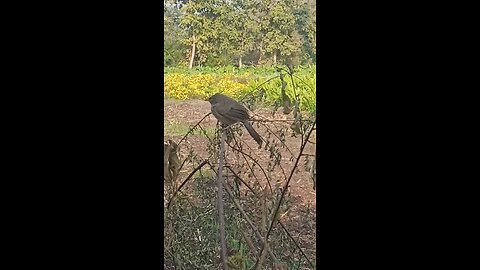 Jungle Babbler spotted!