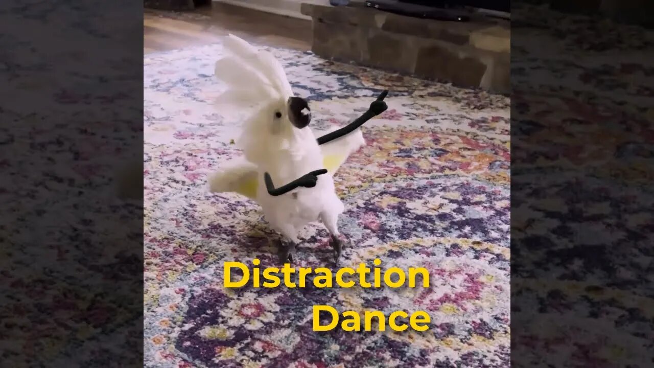 🕺 Distraction Dance 🕺