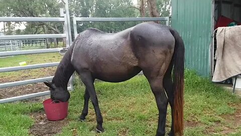 How to mismanage horses at feed time, cos you're too busy talking to a camera