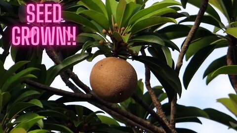 Growing Tropicals In Northern Planting Zones!! | How To Grow Tropical Fruit Trees In Containers!!