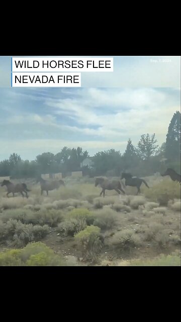 WILD HORSES FLEE DAVIS FIRE BLAZE🌳🛣️🛻🐎🚗🐎🌲🔥🏠RENO, NEVADA🏕️🔥🏜️🌲💫