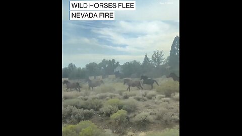 WILD HORSES FLEE DAVIS FIRE BLAZE🌳🛣️🛻🐎🚗🐎🌲🔥🏠RENO, NEVADA🏕️🔥🏜️🌲💫