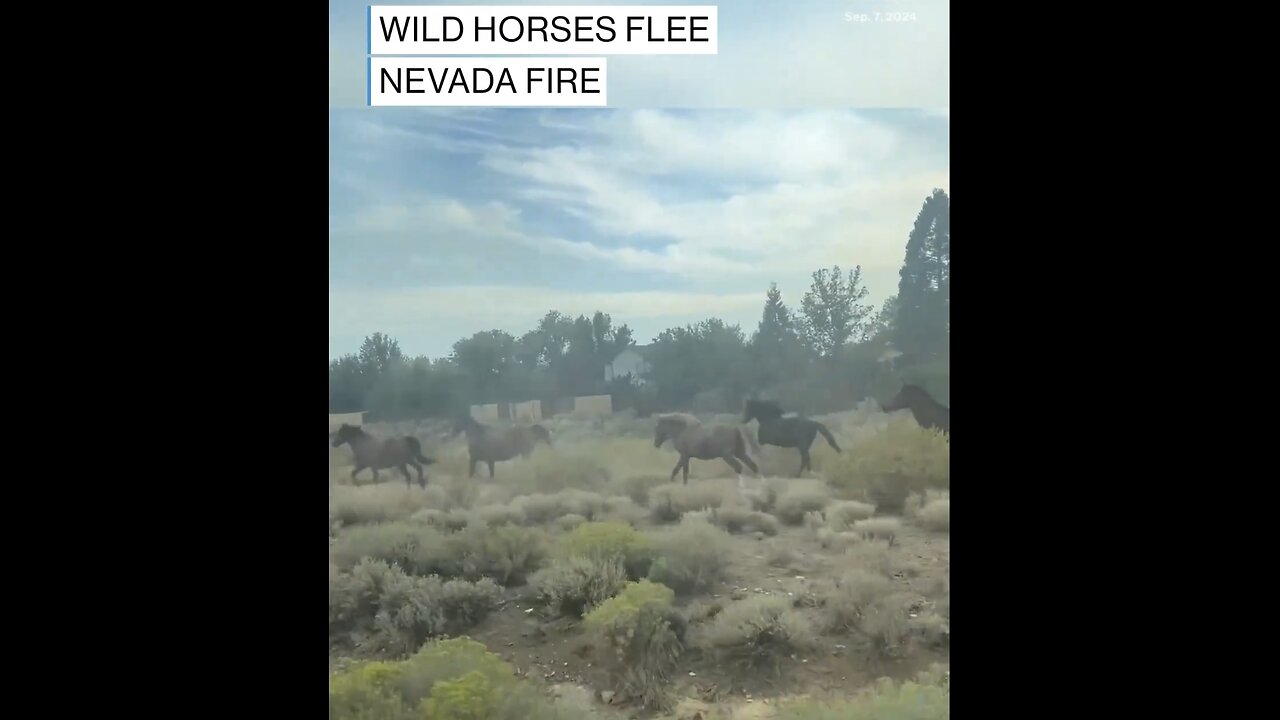 WILD HORSES FLEE DAVIS FIRE BLAZEπ³π£οΈπ»ππππ²π₯π RENO, NEVADAποΈπ₯ποΈπ²π«