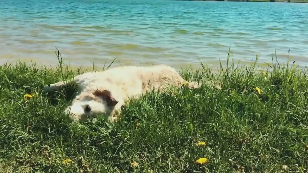 happy life of pets. The golden retriever has fun in nature - swinging on the grass and shaking the w