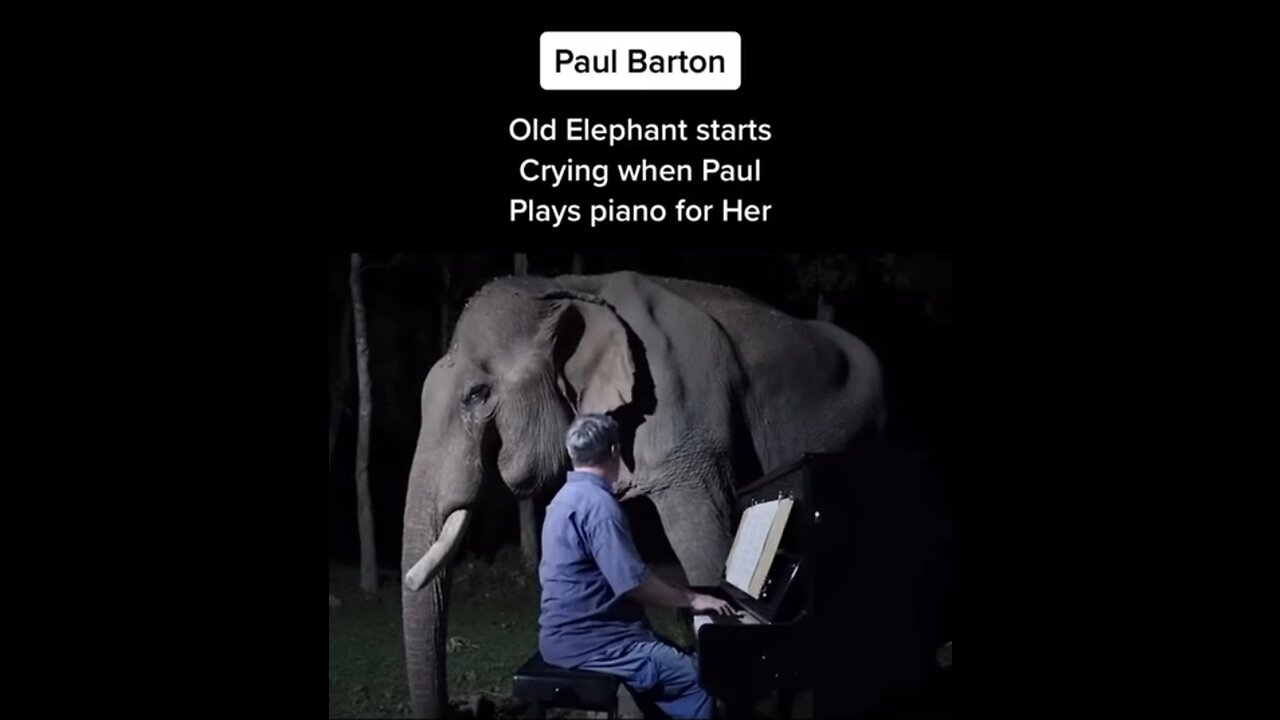 ELEPHANT STARTS CRYING WHILE LISTENING TO PIANO MUSIC