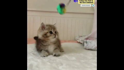 cute cat videos 😹 funny videos 😂 701 😻 #shorts #shortsfunny #cutecat #catvideos #catsfood #catscare