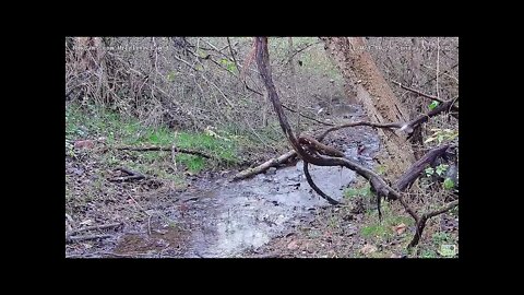 Cedar Waxwings bathe in stream