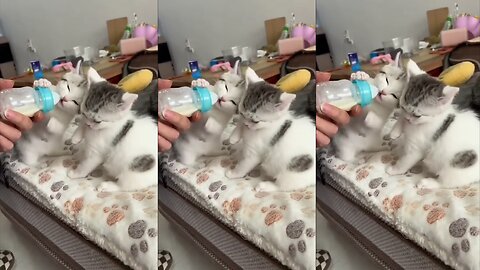 kitten drinking water