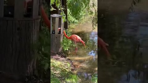 Flamingos hanging out on a hot day