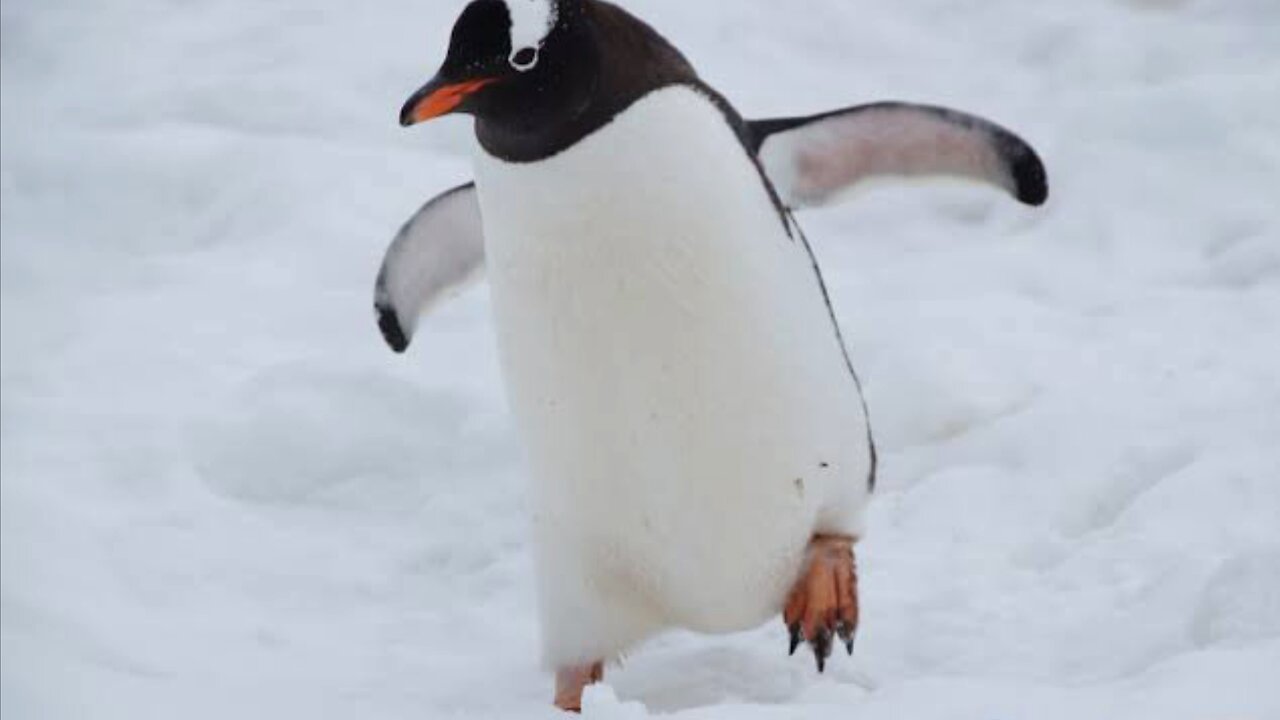 Penguin jumping in the ocean