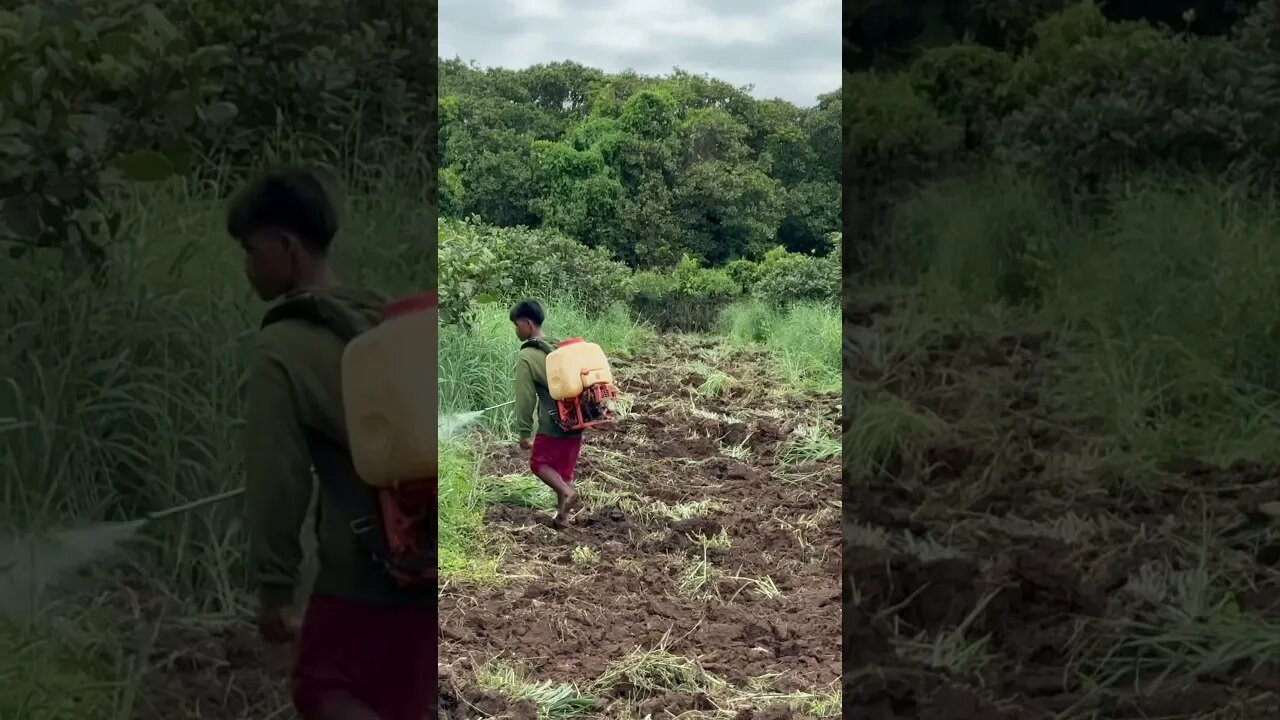 Spray destroy grass in cashew farm