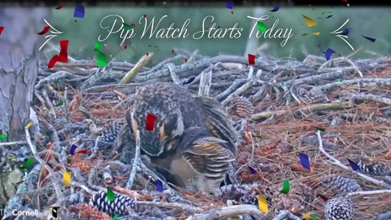 🥚 PIP WATCH STARTS TODAY-Mom Rolls Her Egg 🦉 2/16/22 7:02