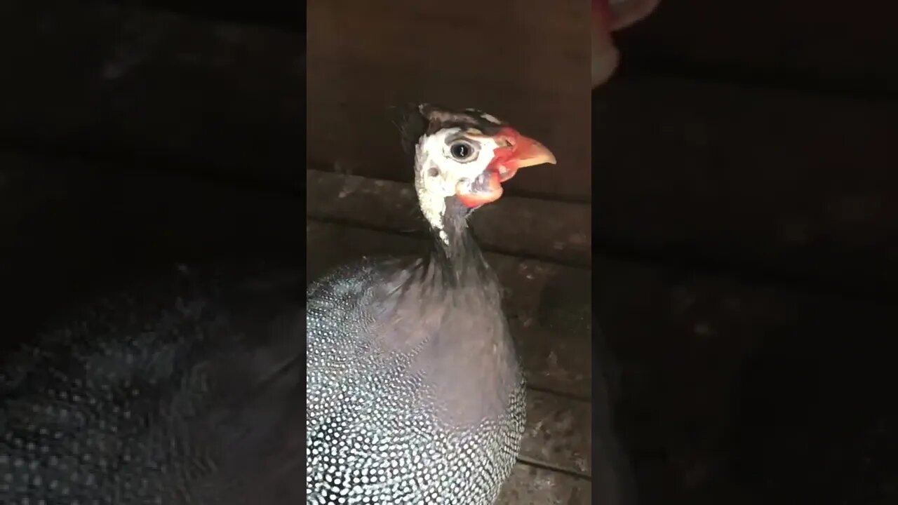 Released Picachu back into flock. Wing 90% healed. He is welcomed with pecks! 😳