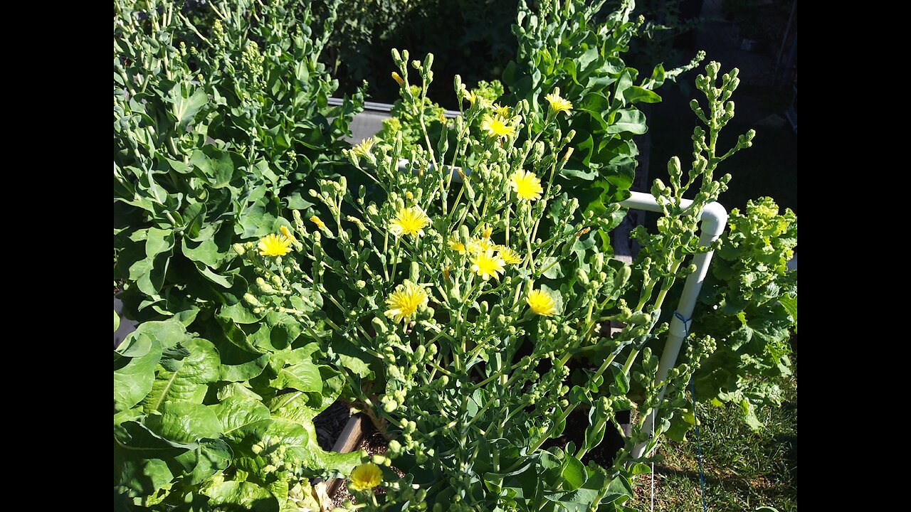 Making Lettuce Seeds 6/25/24