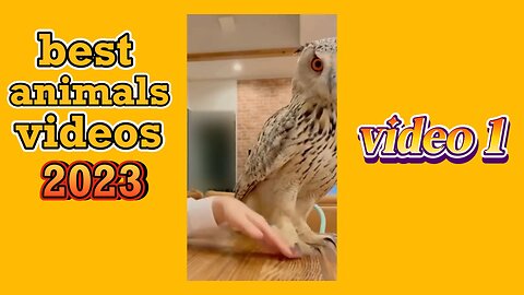 best funny animals 2023 : video 1