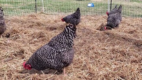 Composting With Chickens