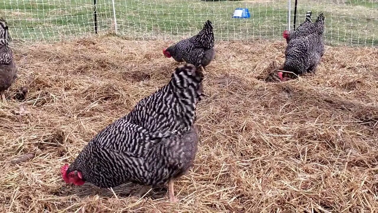 Composting With Chickens