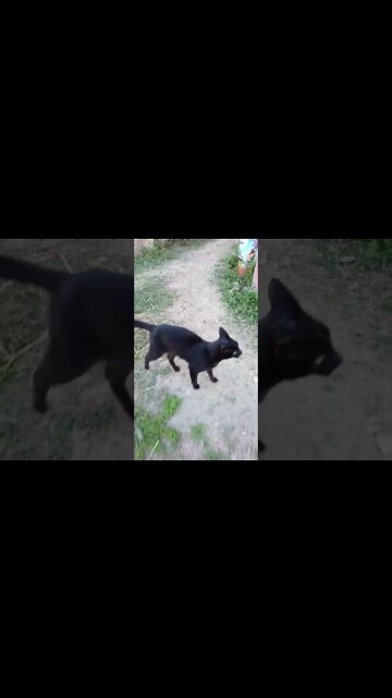 Black cat is looking good today