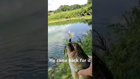 #bassfishing #fishing #largemouthbassfishing bass strikes at it twice.