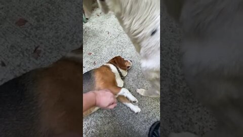 Banchee the Beagle: That’s The Spot