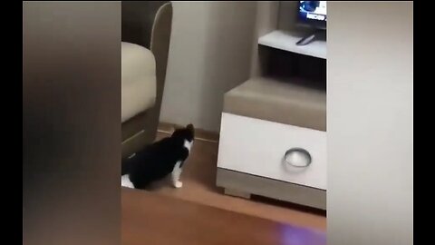 Funny cats videos