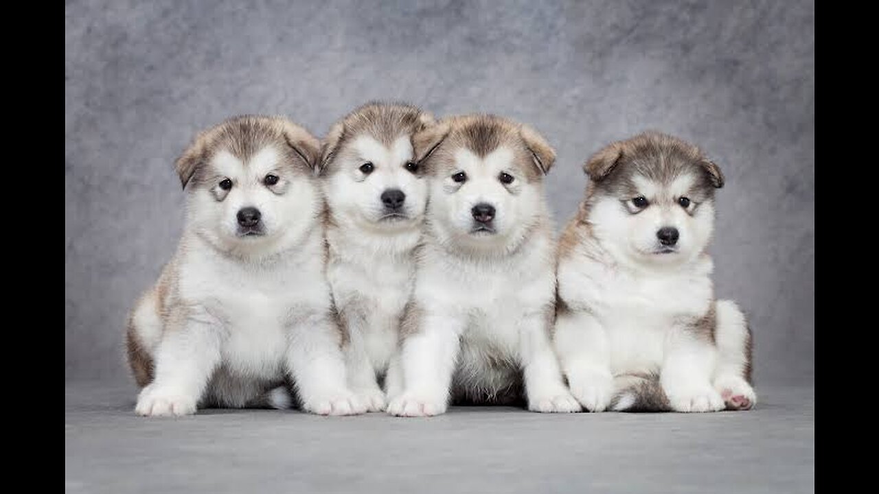 Adorable Baby Alaskan Malamute: A Heartwarming Introduction to a Future Snow Dog!