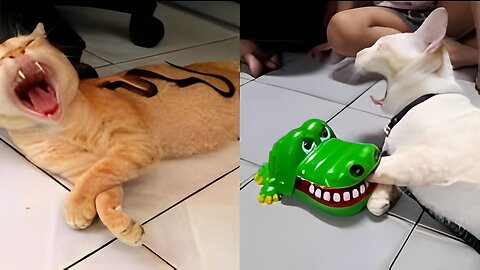 crazy cats