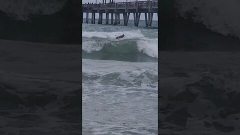 Florida surfing tropical storm Fred: backflip dismount
