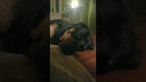 Rottweiler Sleeps With One Eye Open#Shorts #rottweiler 😘😜💖💜💛