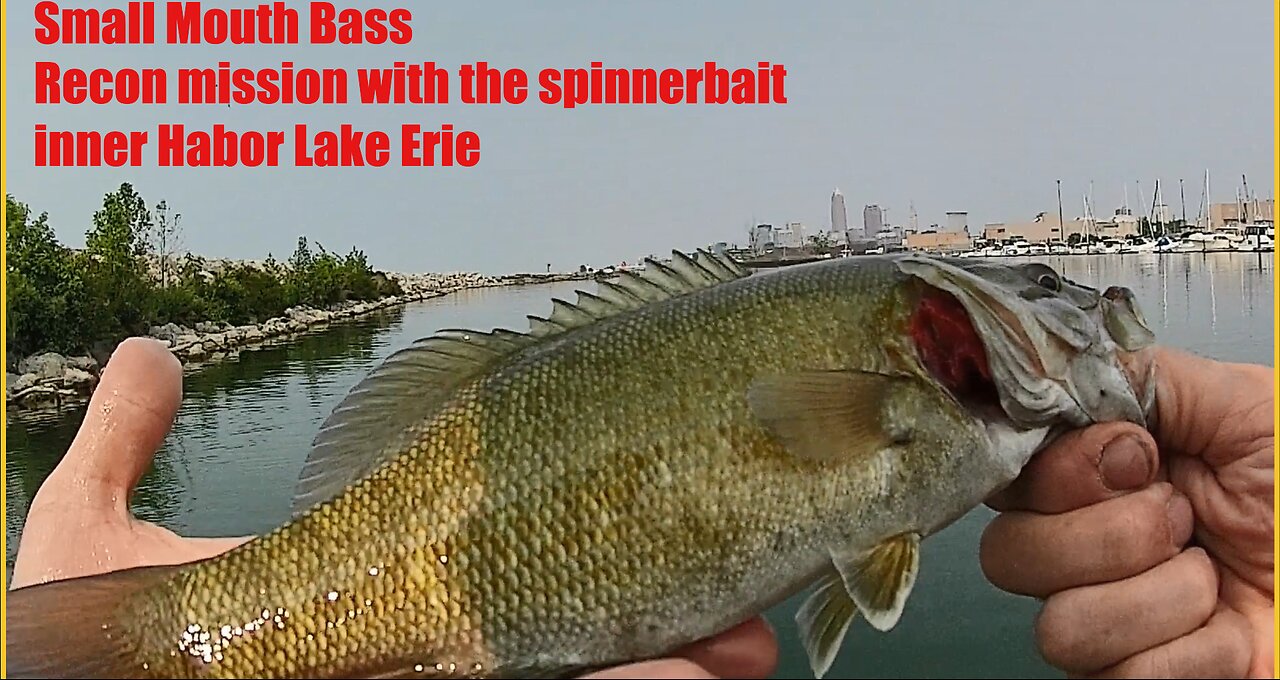 L.E.Y.C Spinner Bait Smallmouth Lake Erie