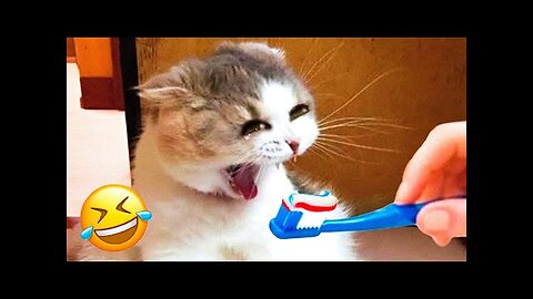 Best Funny Animal Videos of 2023😂Funniest Animal Cat& Dog 2023😹