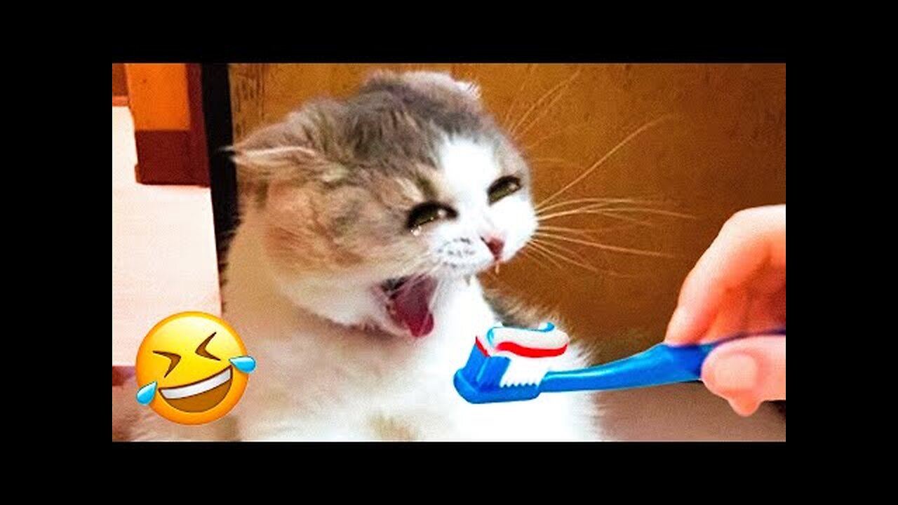 Best Funny Animal Videos of 2023😂Funniest Animal Cat& Dog 2023😹