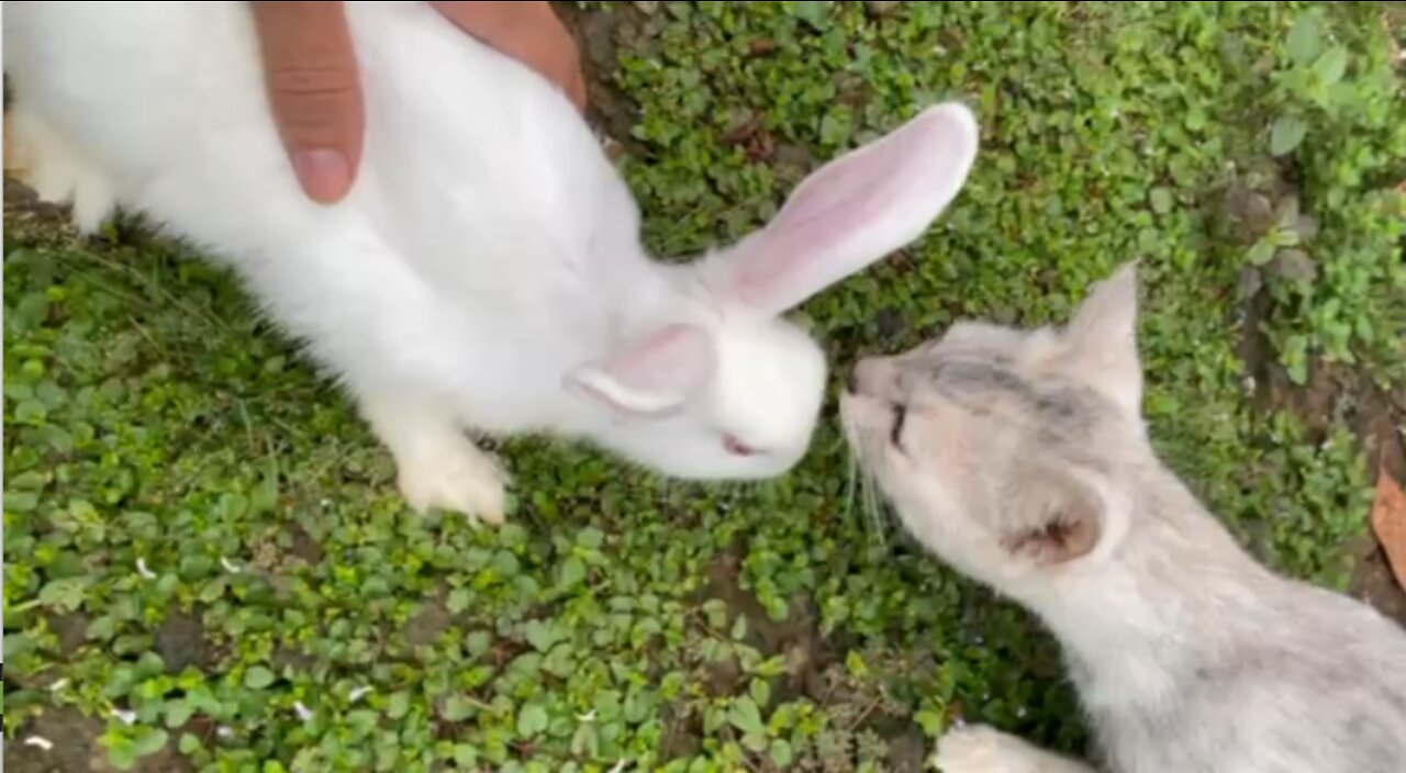 Cats who thinks a rabbit is a cat