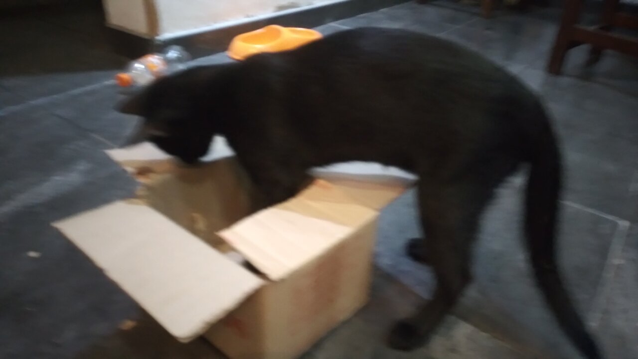 Mordiendo la caja