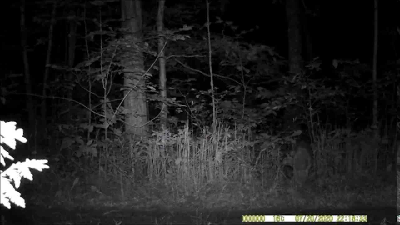 Coyote On My Trail Camera