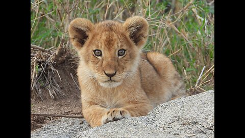 Cute lion cubs meet dad