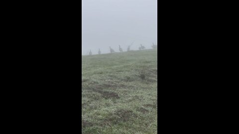 Turkey Hiding In The Fog