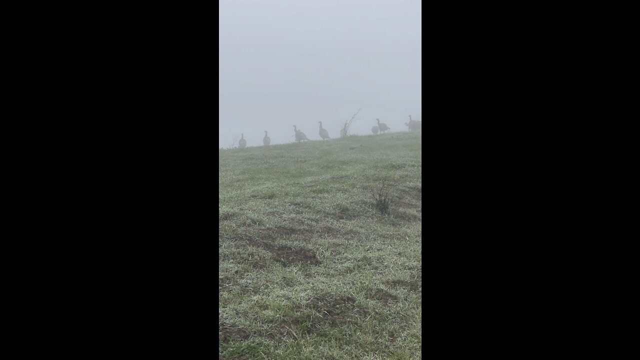 Turkey Hiding In The Fog
