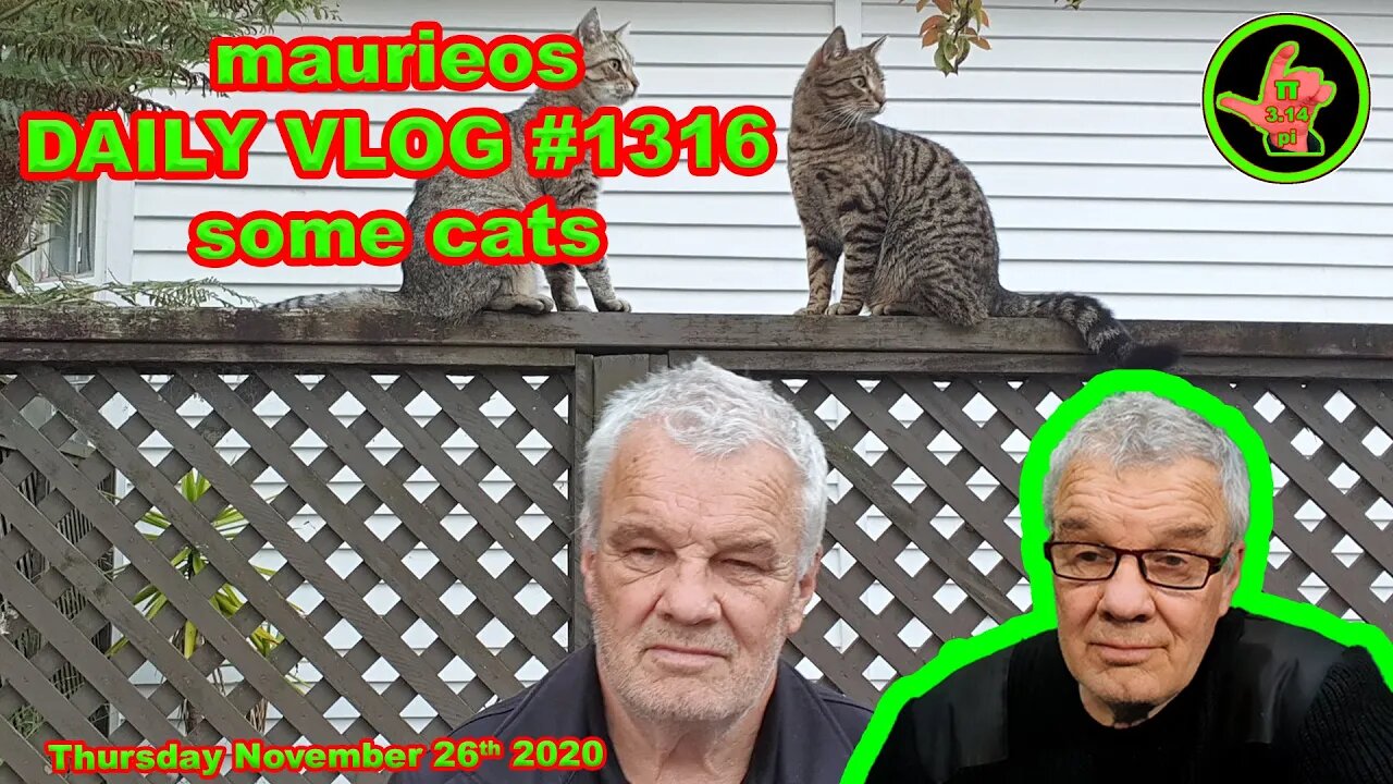 maurieos DAILY VLOG #1316 some cats