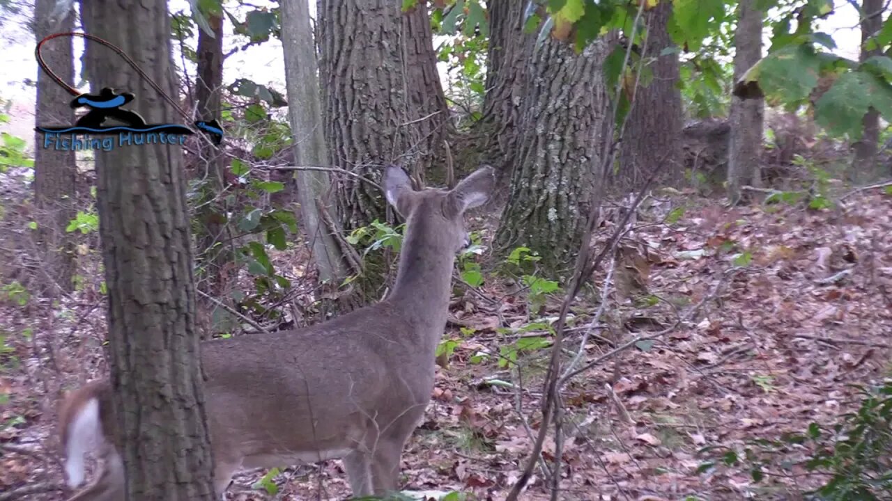 Whitetail Deer Hunting New Jersey 10-19-2019