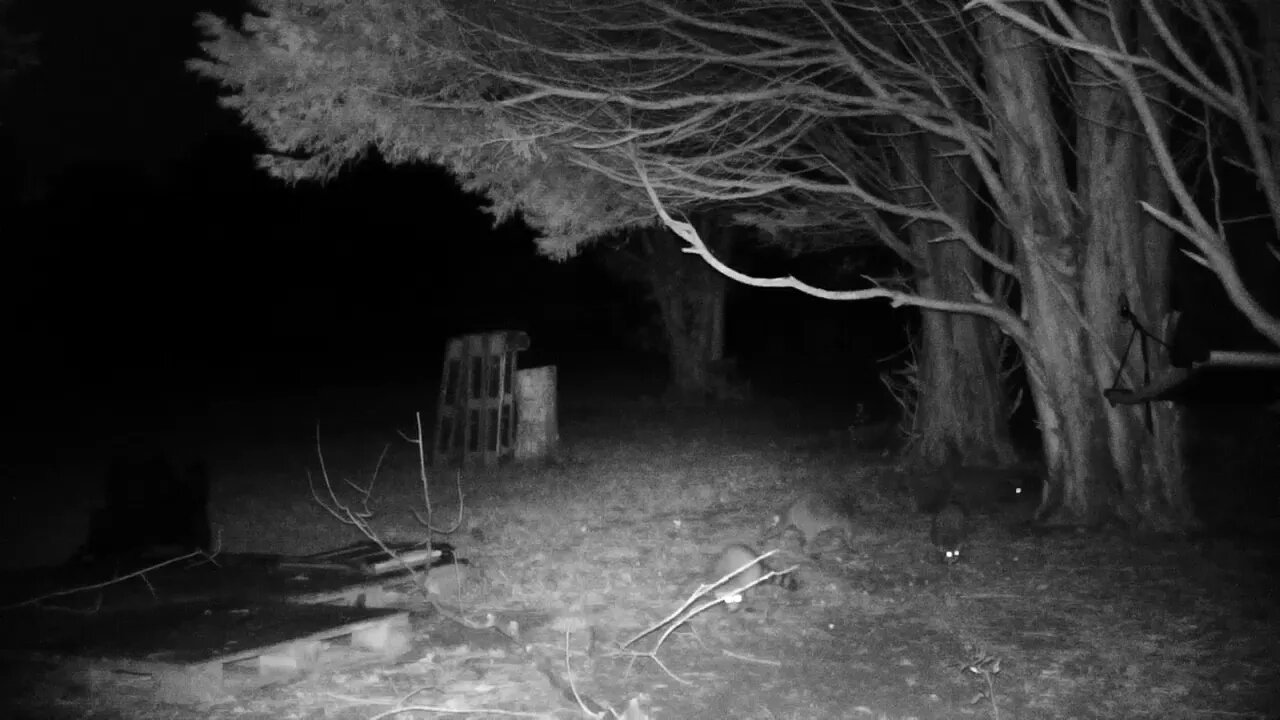 The whole coon family, i think