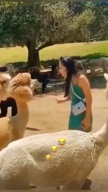 Funny animal videos😆🤣🐶🐈🐕🐇