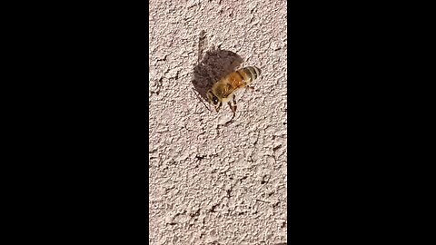 I SAVED A BEE FROM DROWNING 😀
