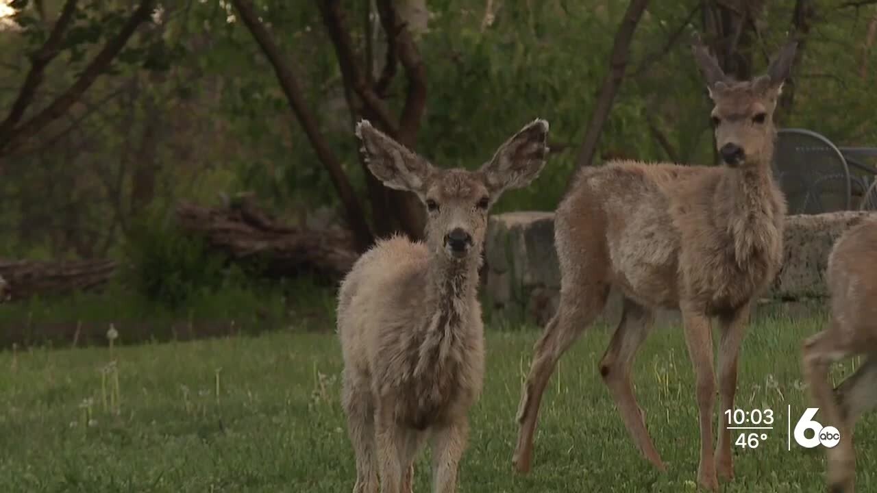 IDFG Commission designates CWD Management Zones in Unit 14 and 15