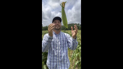 5 tips to pick the perfect sweet corn