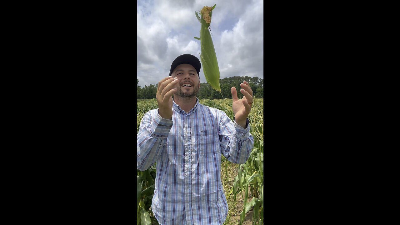 5 tips to pick the perfect sweet corn