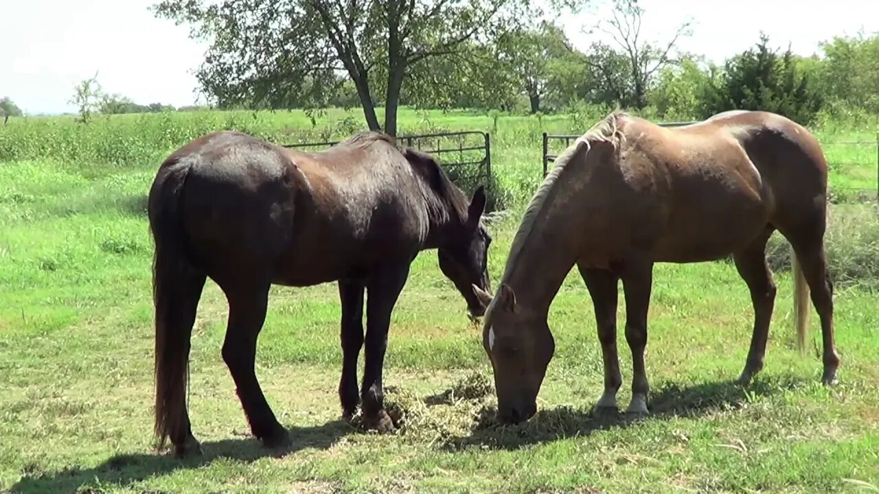 Discussing Horse Medical Care &Horse Treatment Issues - Buddy's Abscess