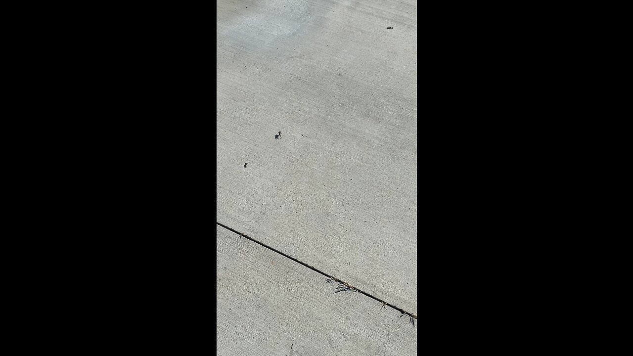 🐸