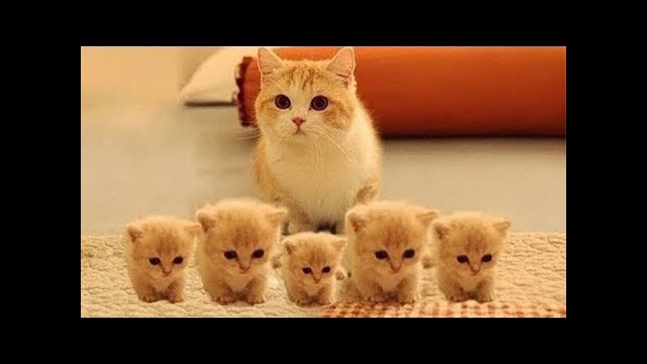 Top Funny Cat Videos Of The Weekly - Try Not To Laugh