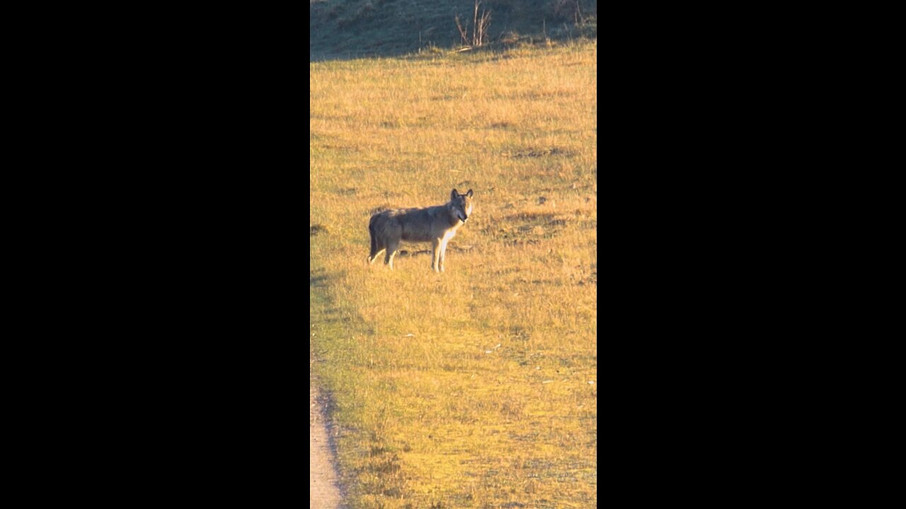 Wolf in Denmark